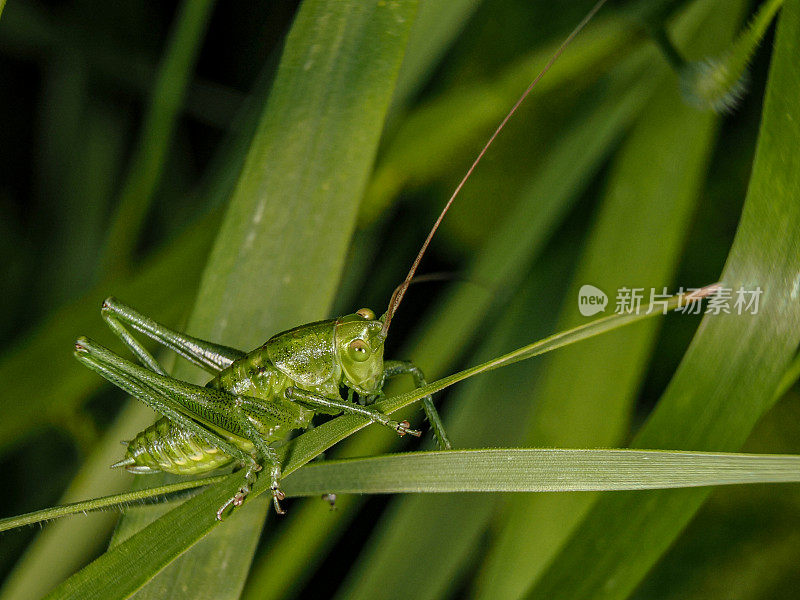 Tettigonia viridissima